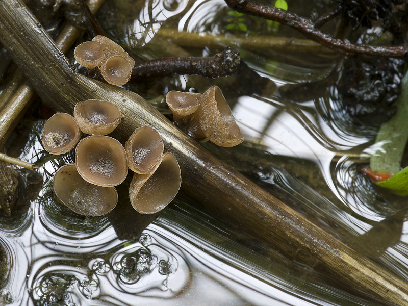 Myriosclerotinia scirpicola